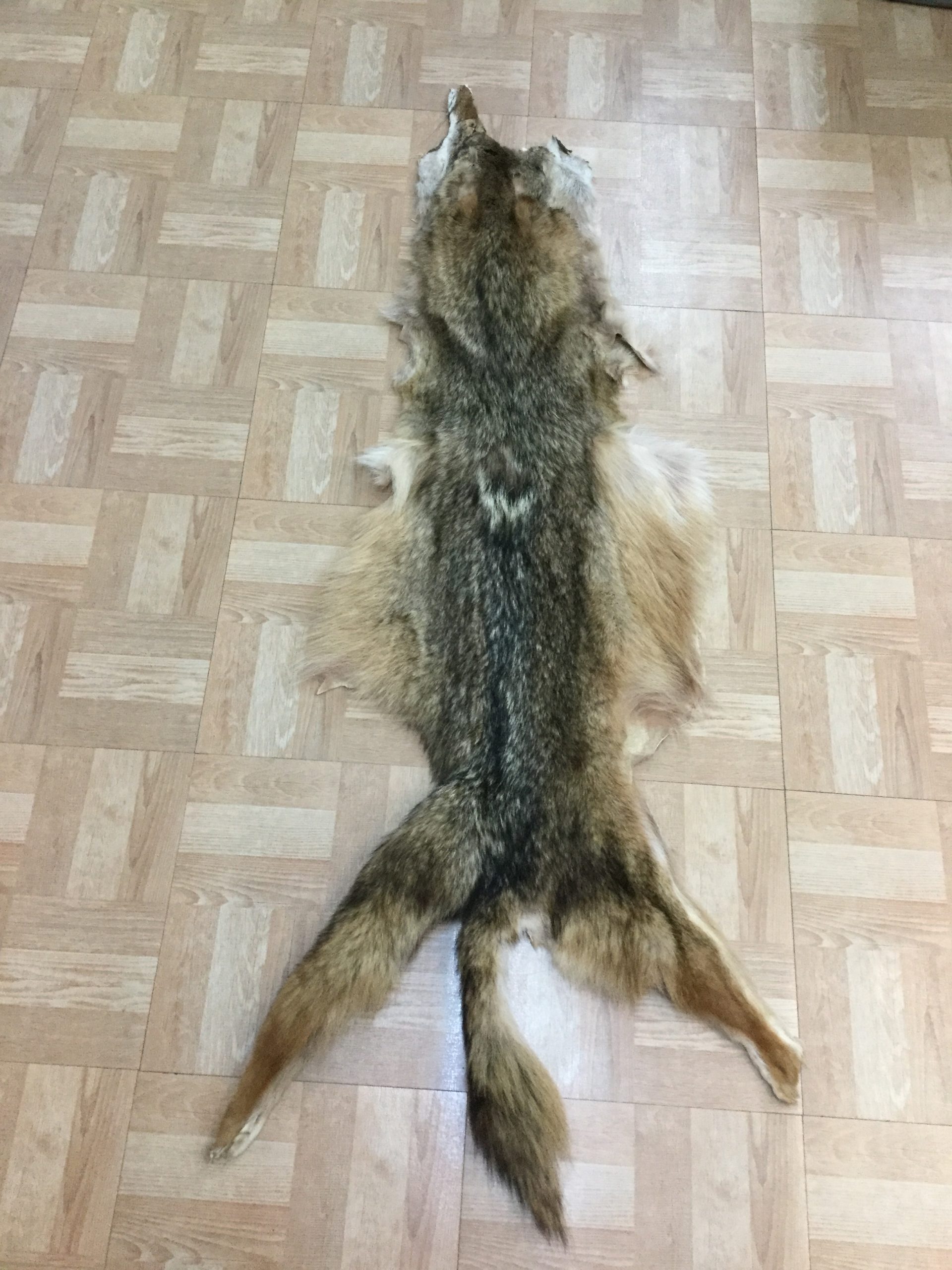 “B” Grade Coyote