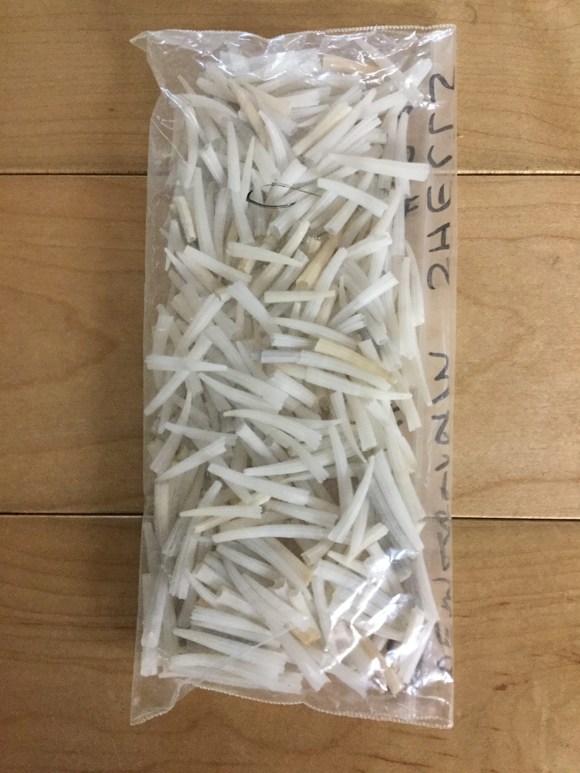 Dentalium Shells