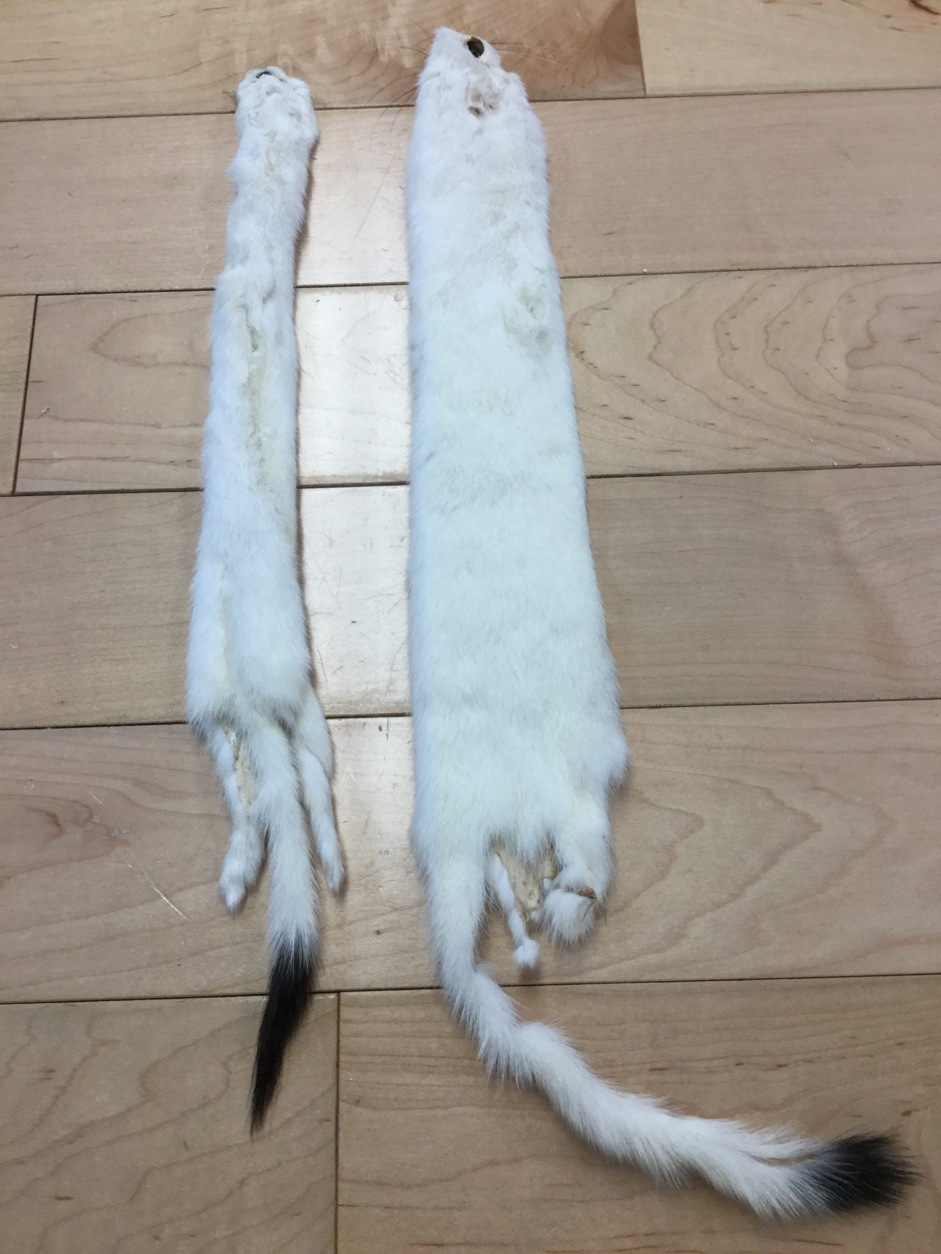 Ermine