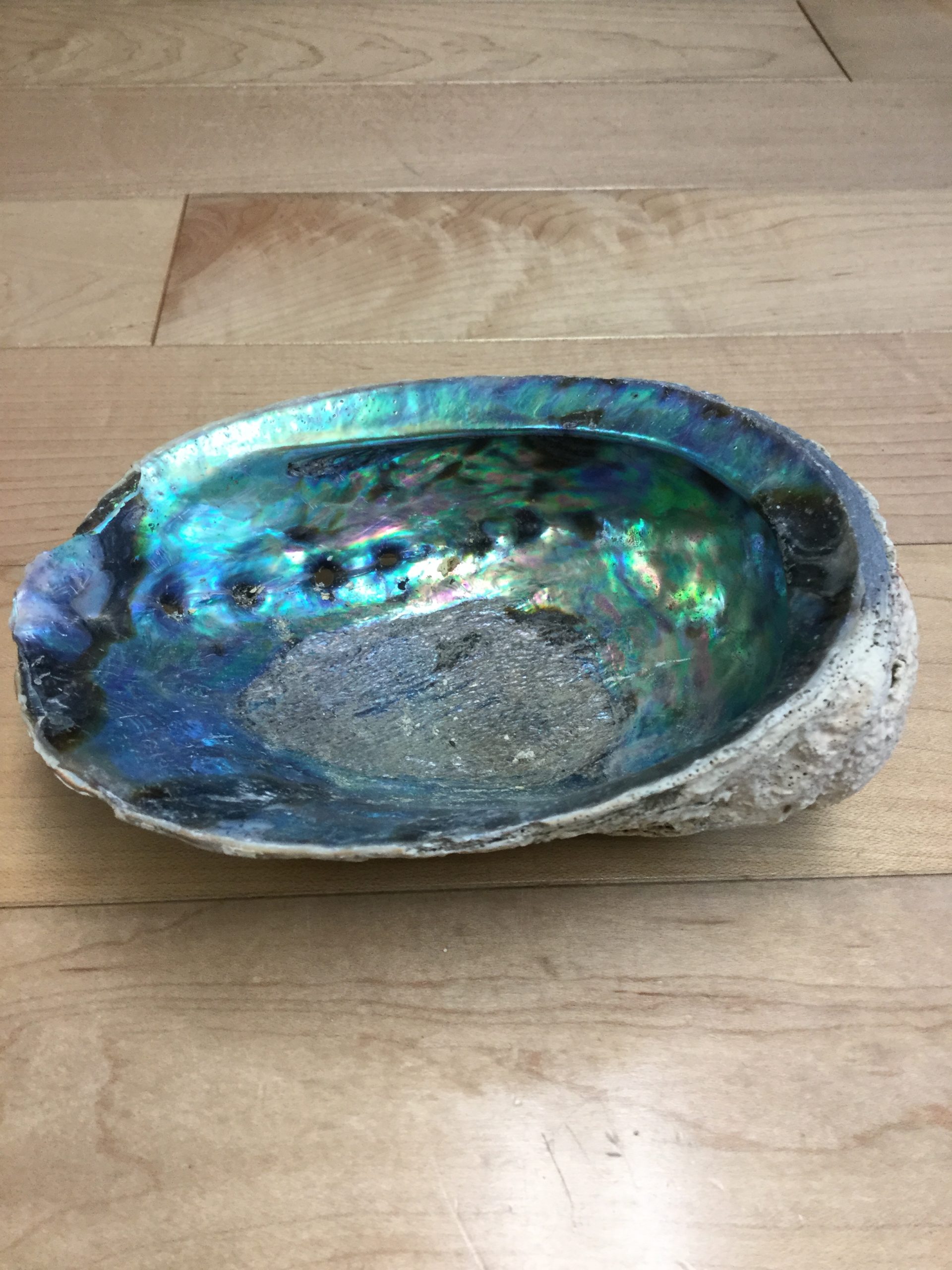 Abalone Shell