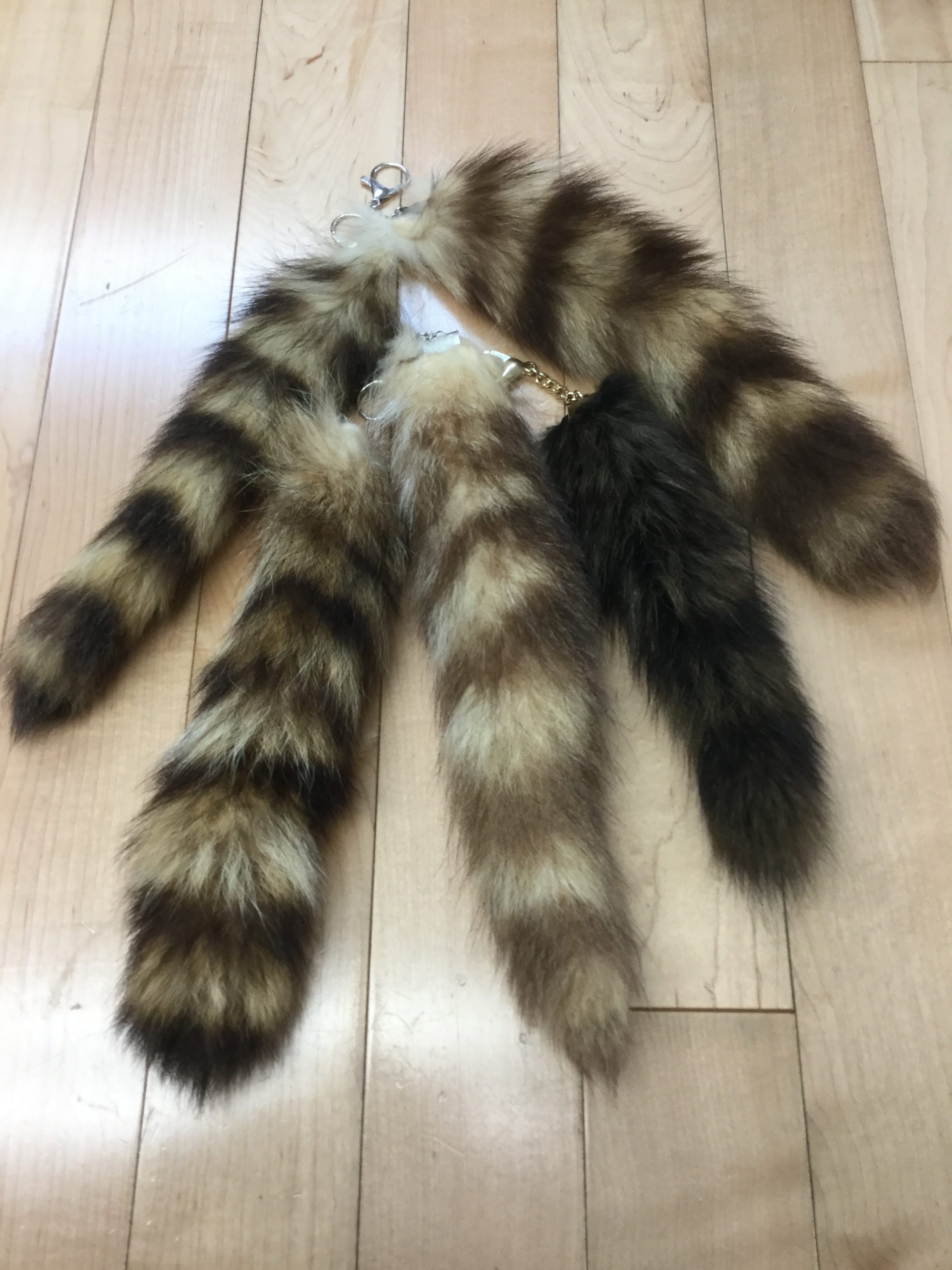 Raccoon