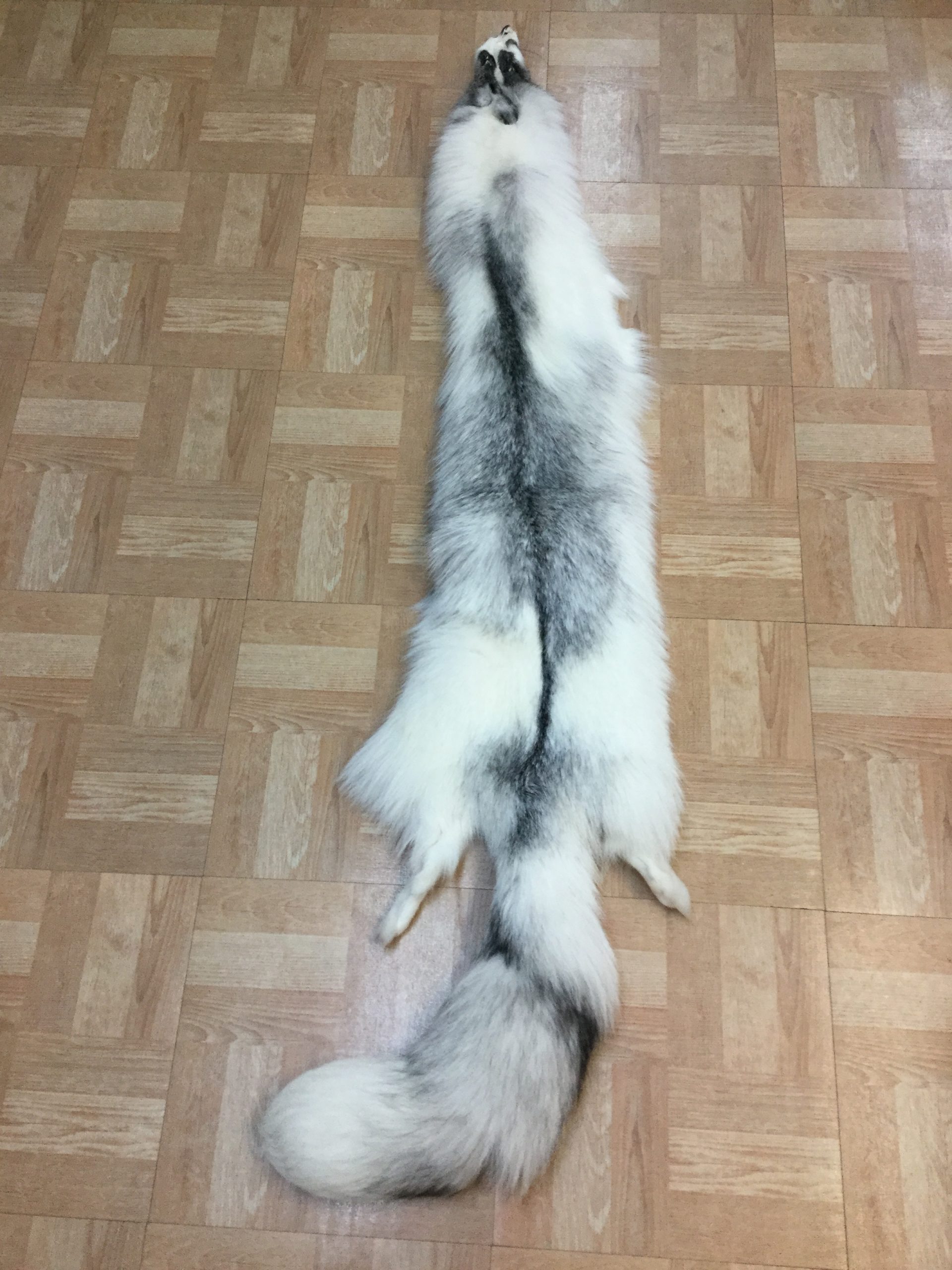 Arctic Marble Fox