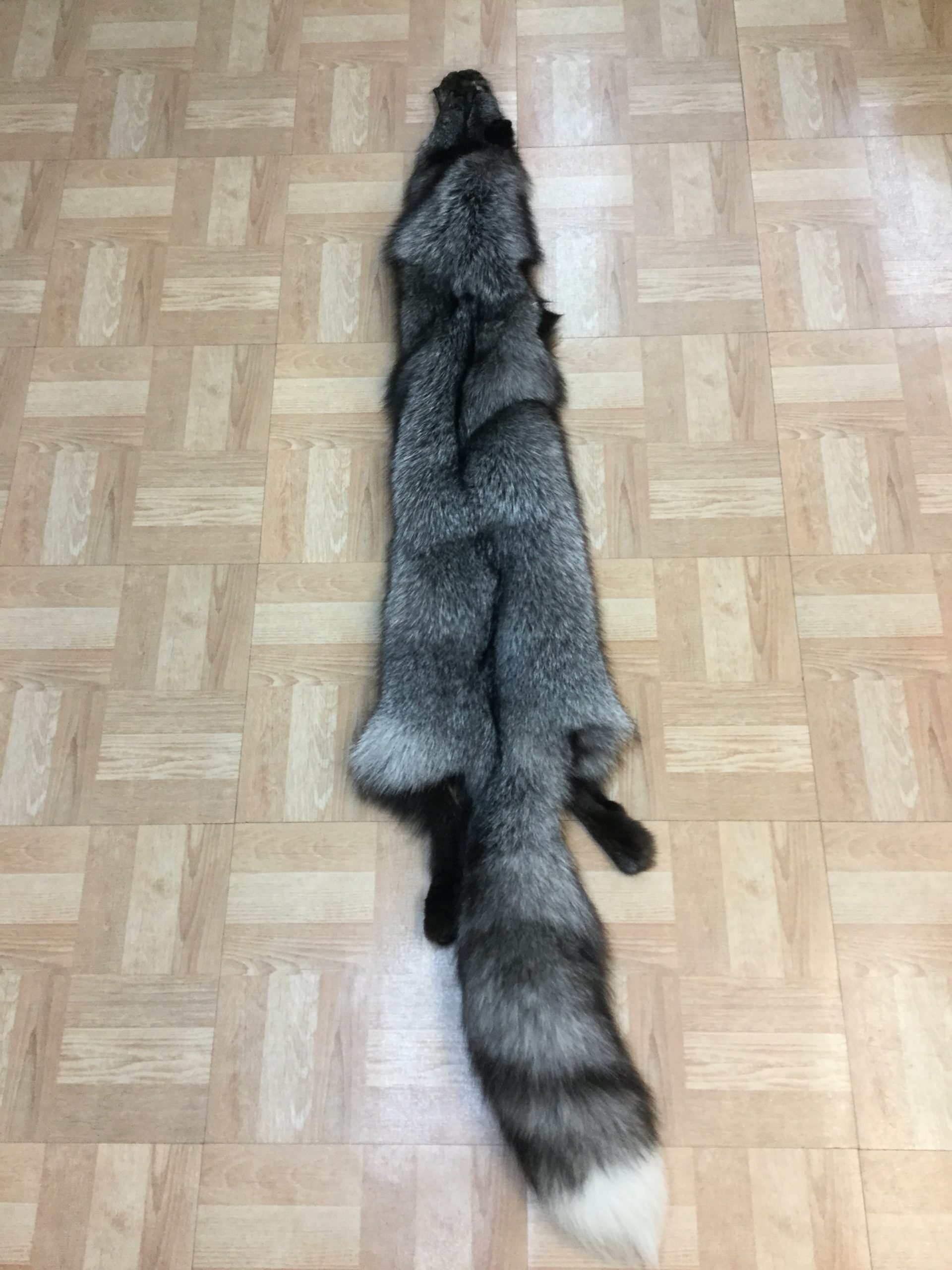 Blue Frost Fox