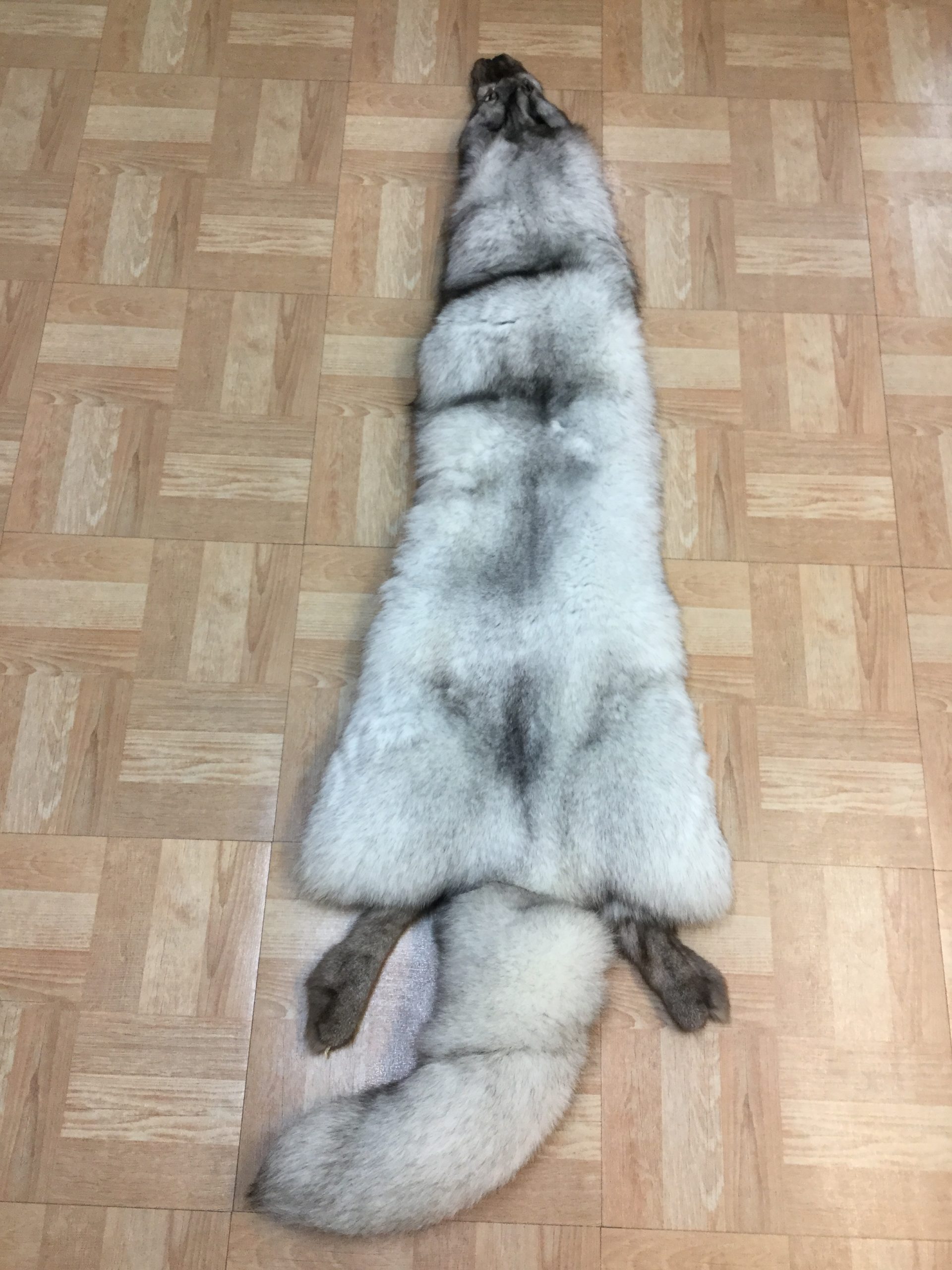 Blue Fox