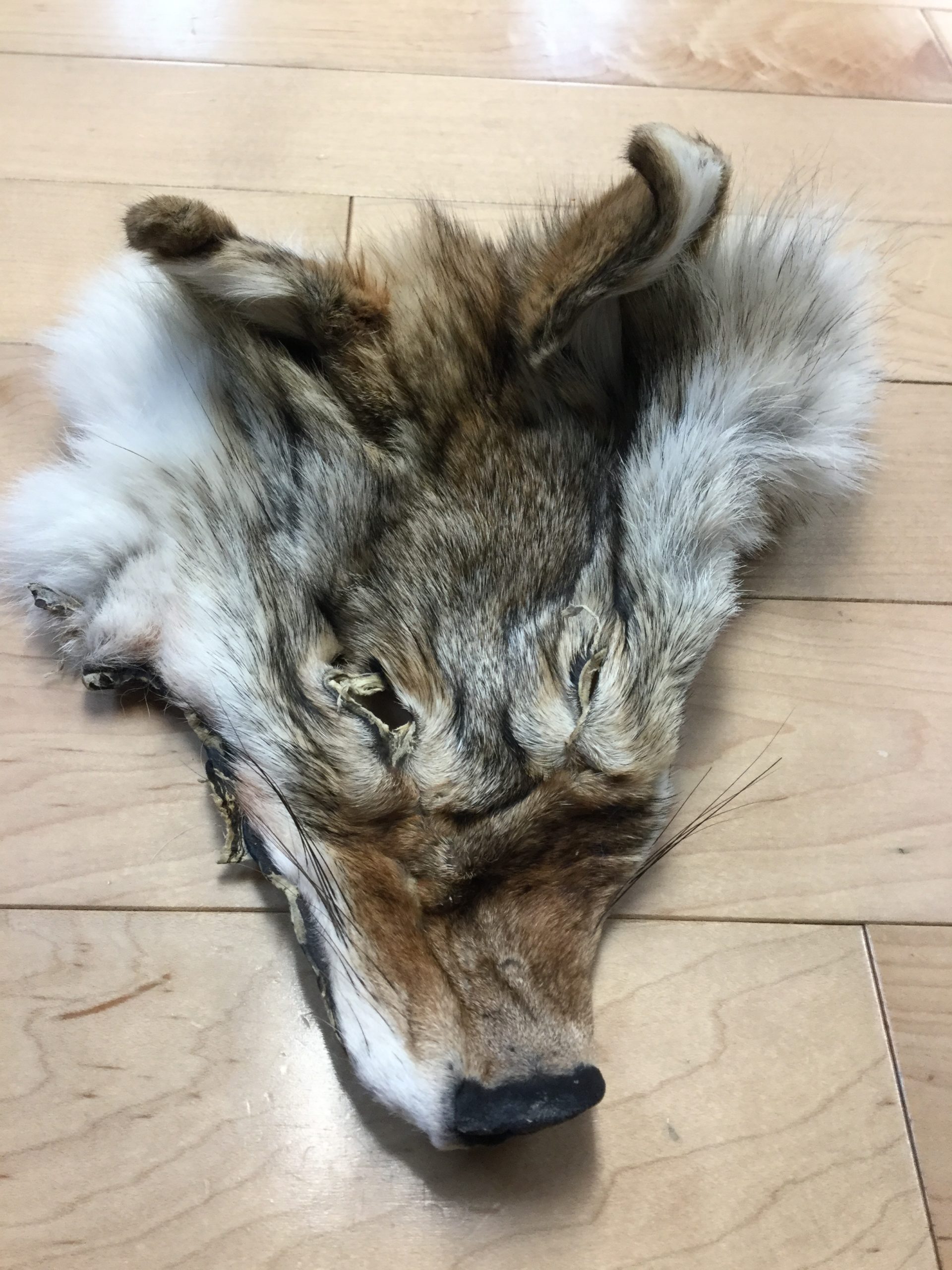 Coyote Face