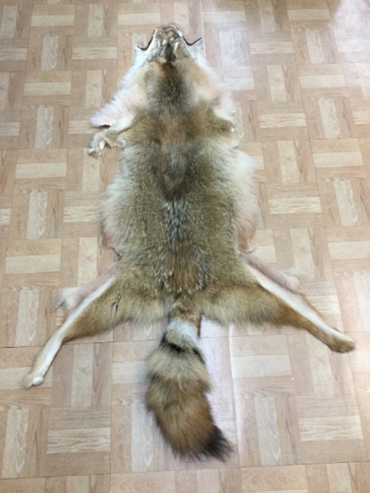 Coyote