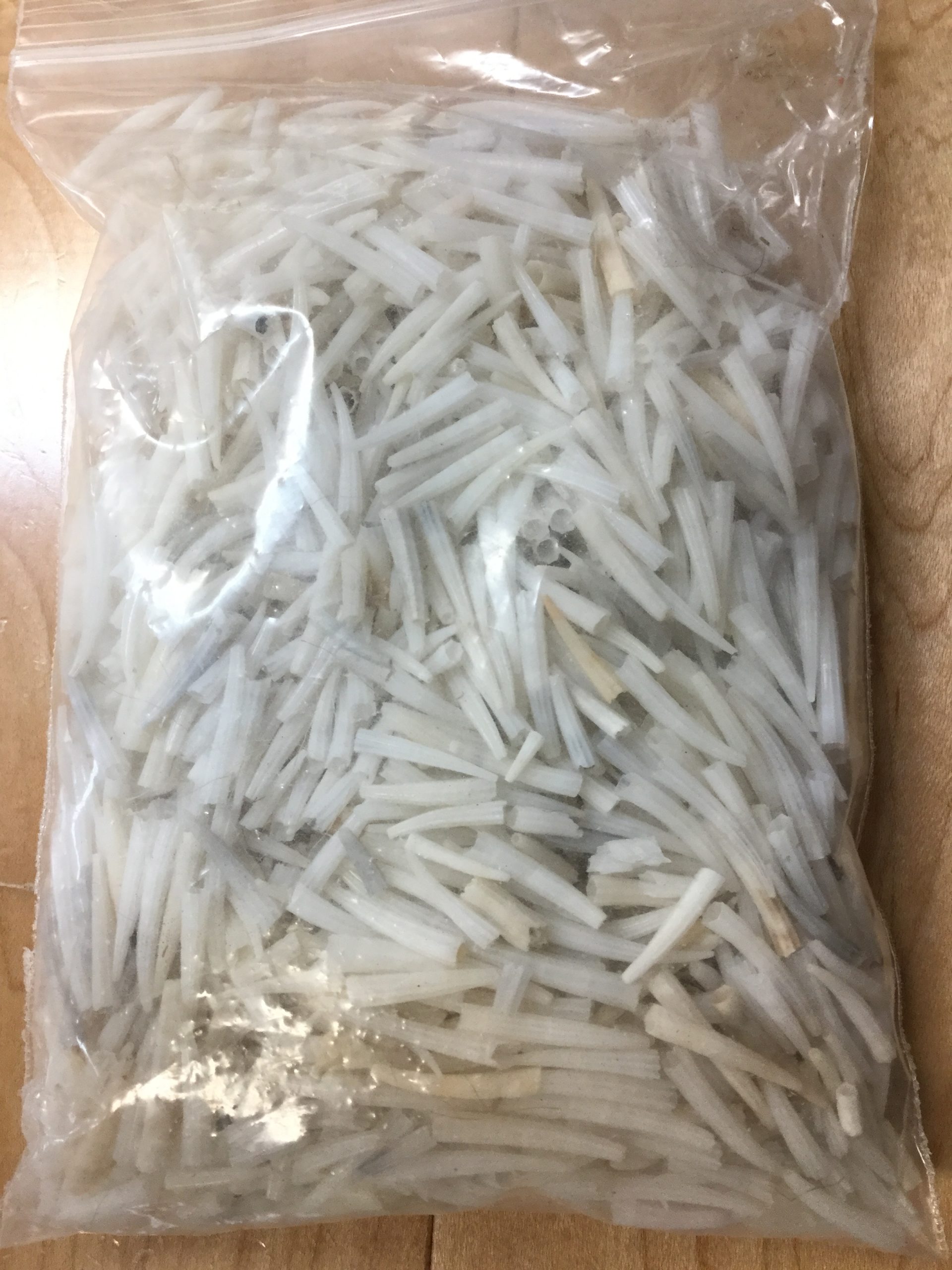 Dentalium Shells