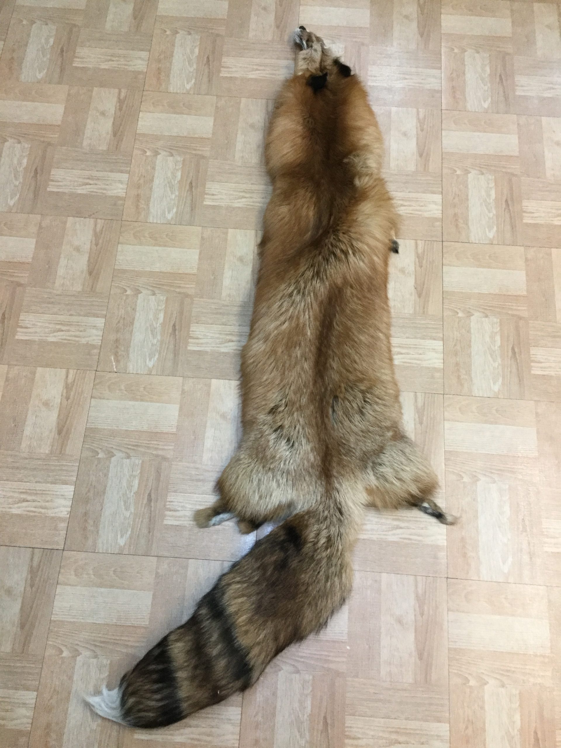 Gold Fox