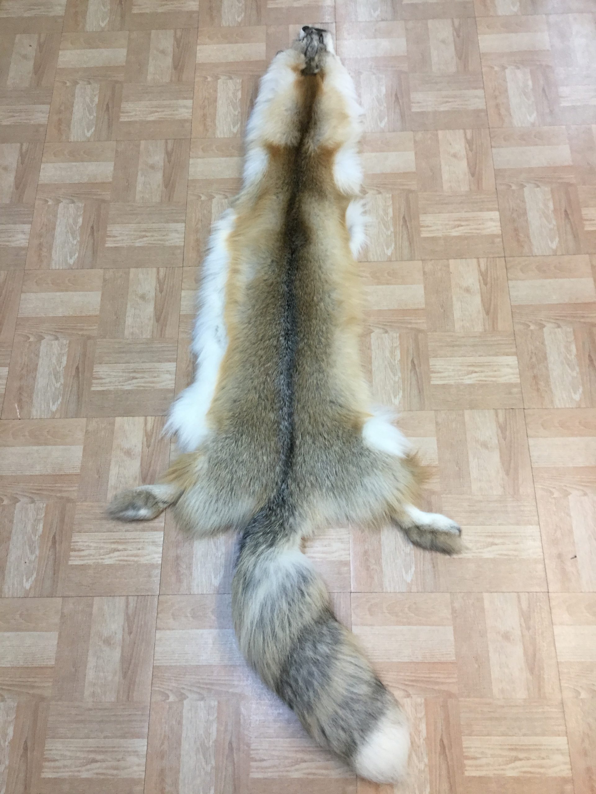 Golden Island Fox