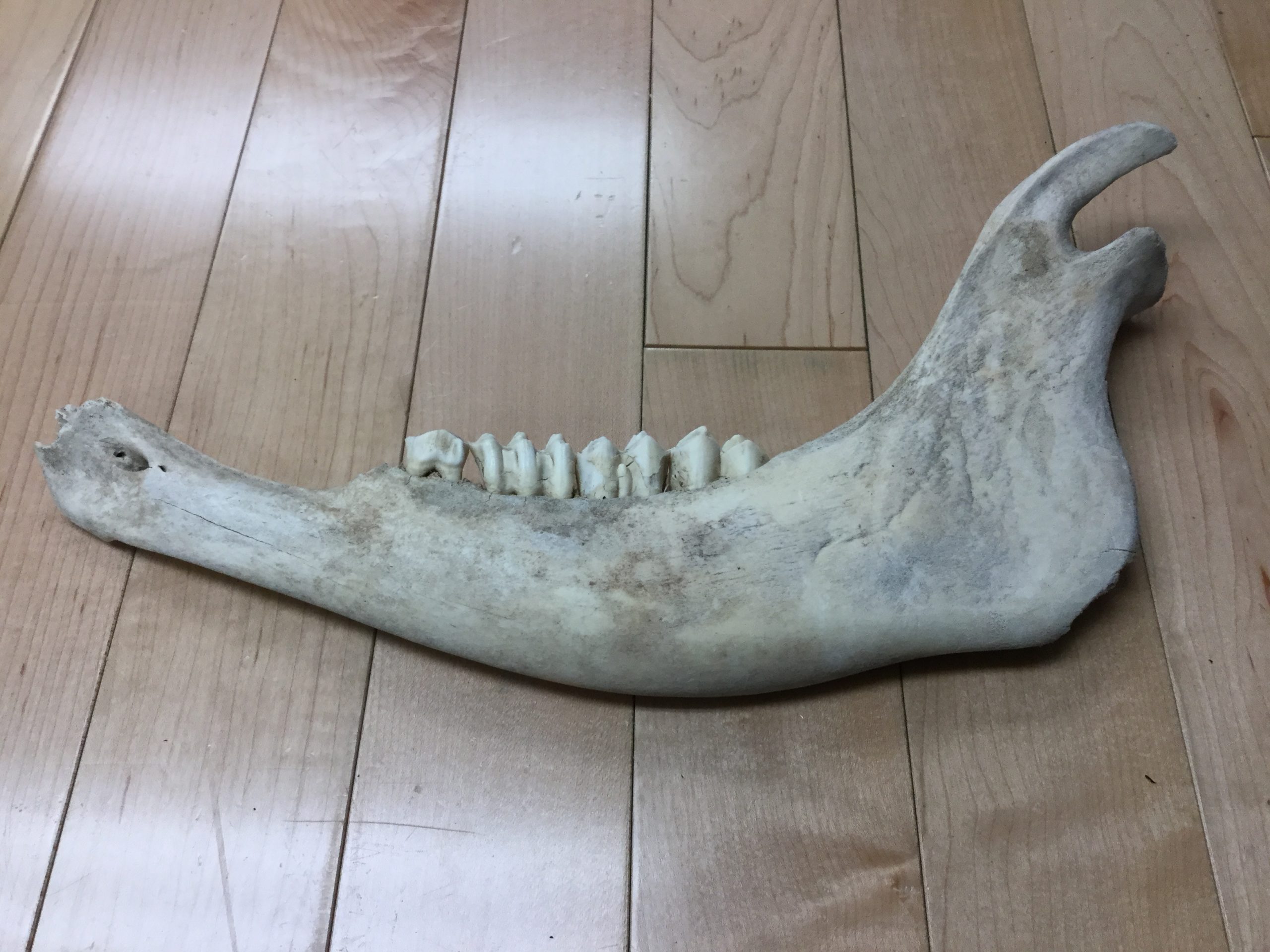 Buffalo Jaw