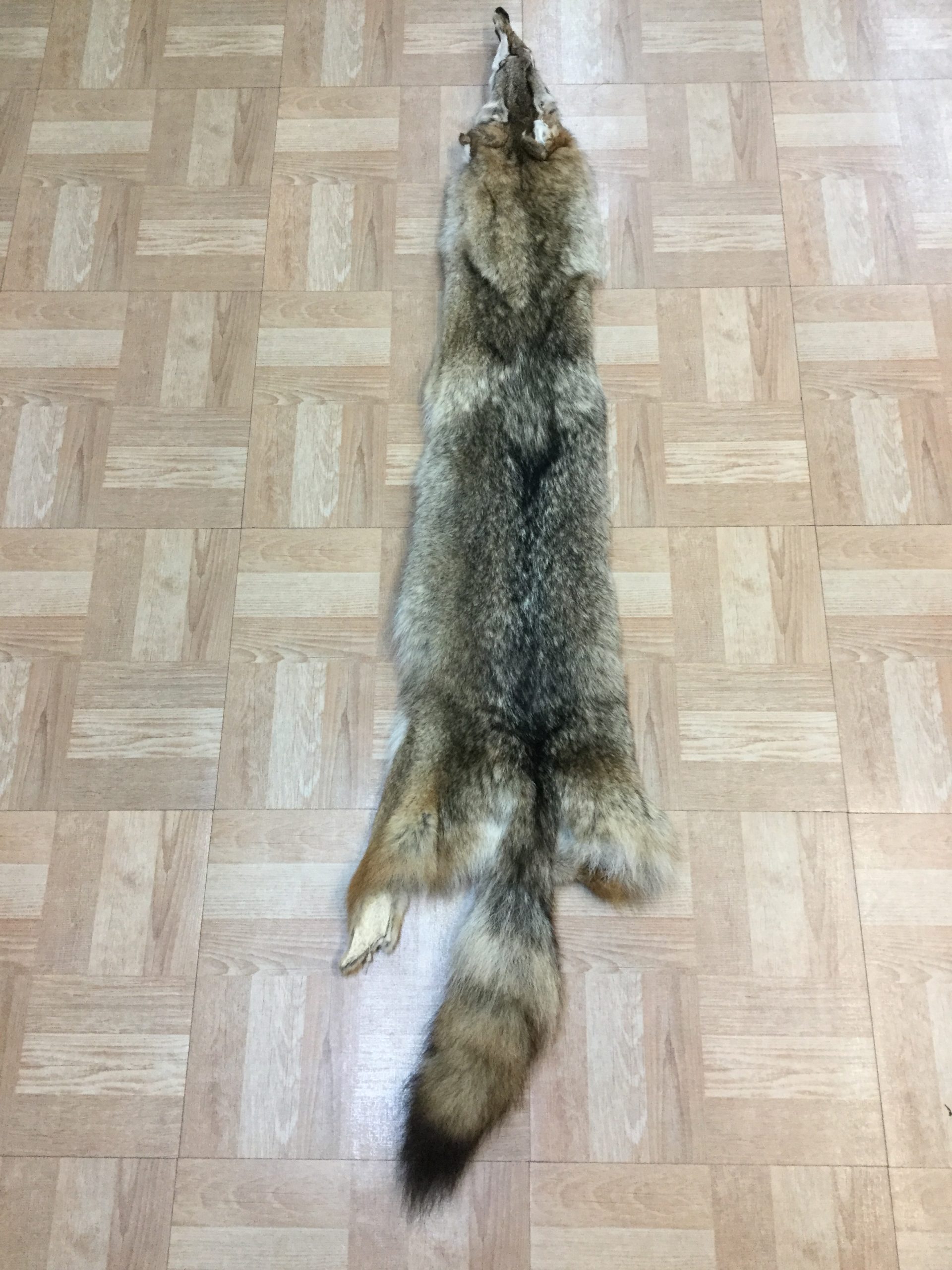 Coyote 2