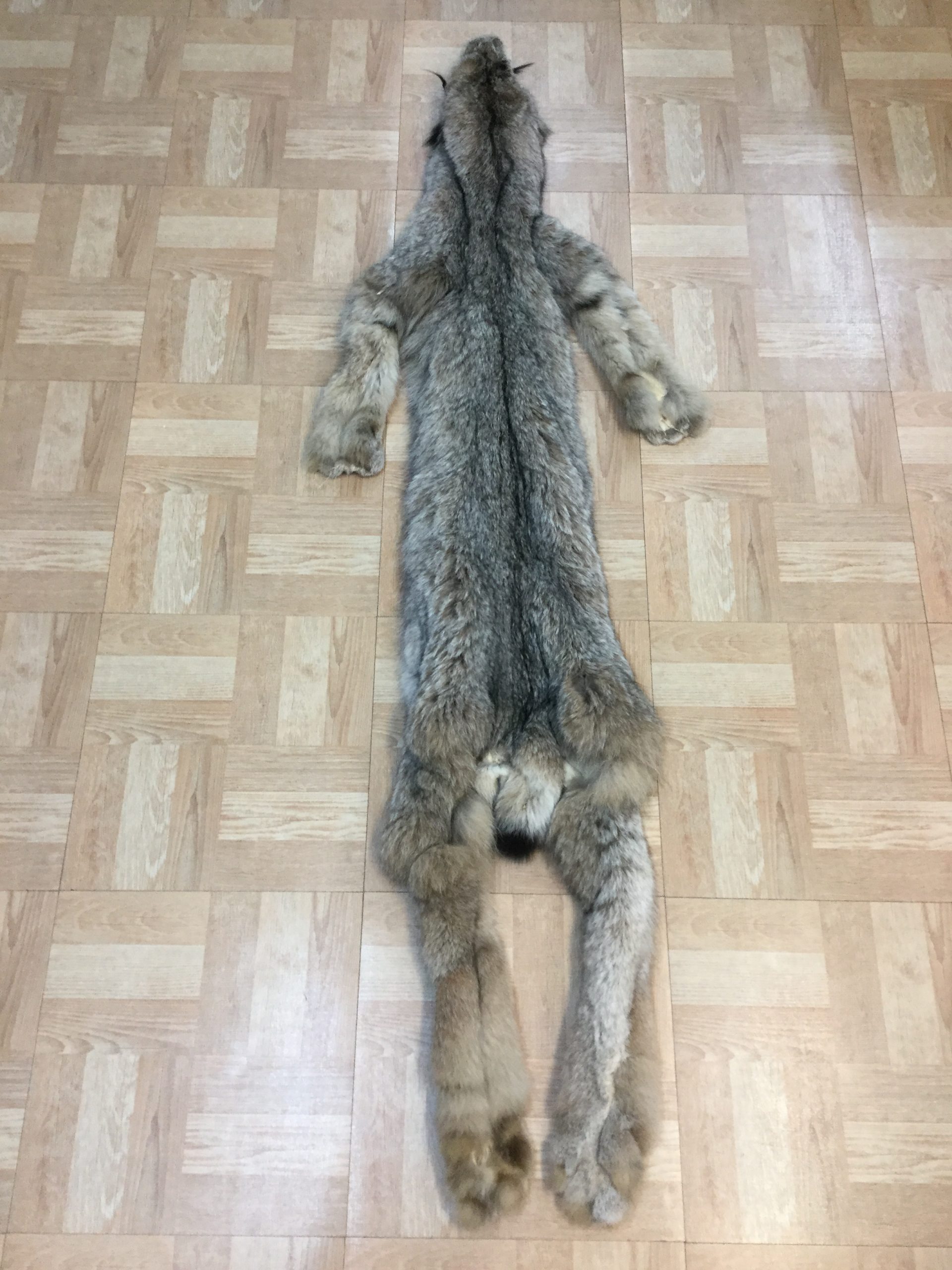 Lynx