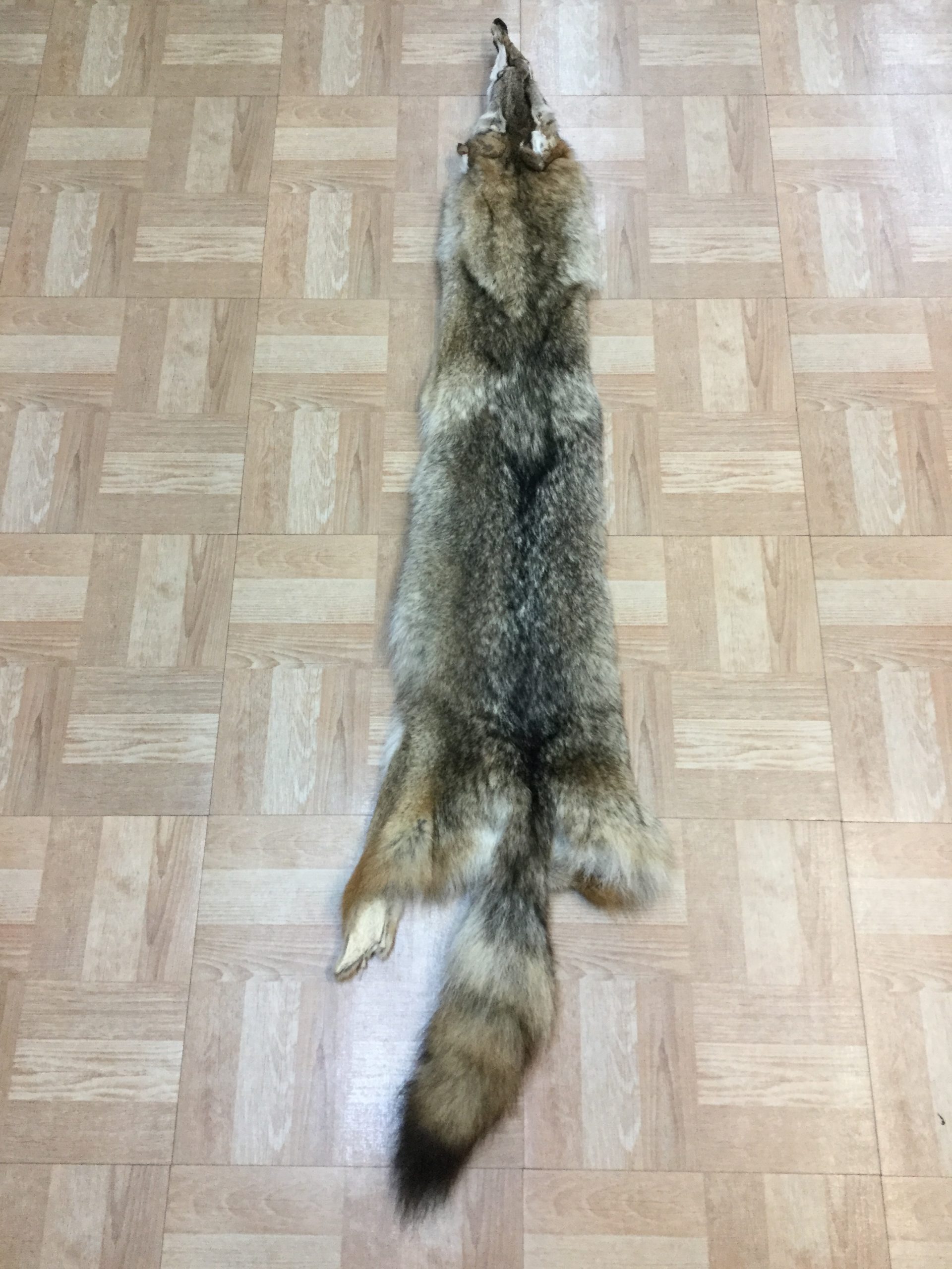 Coyote 1