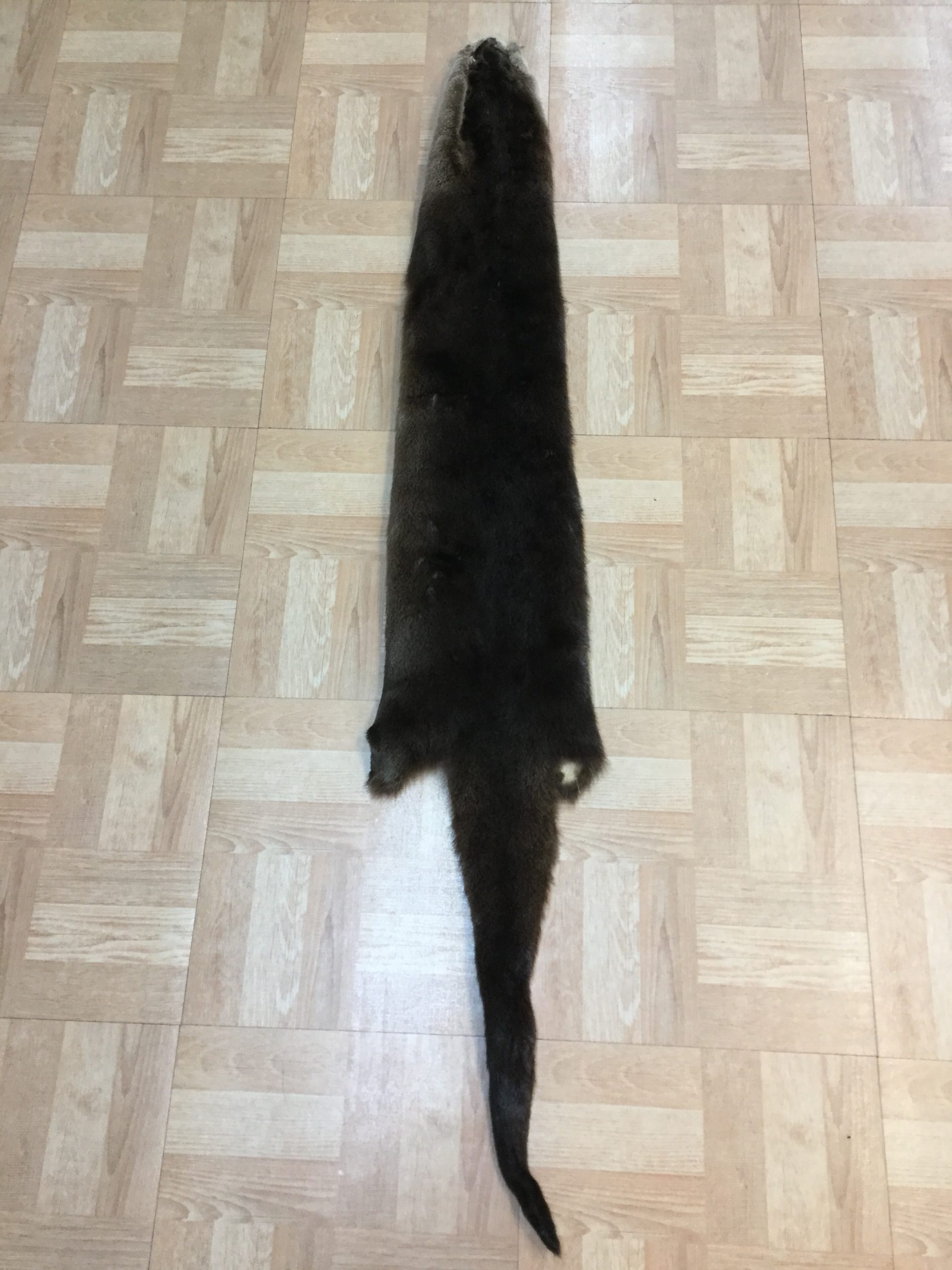 Otter 1