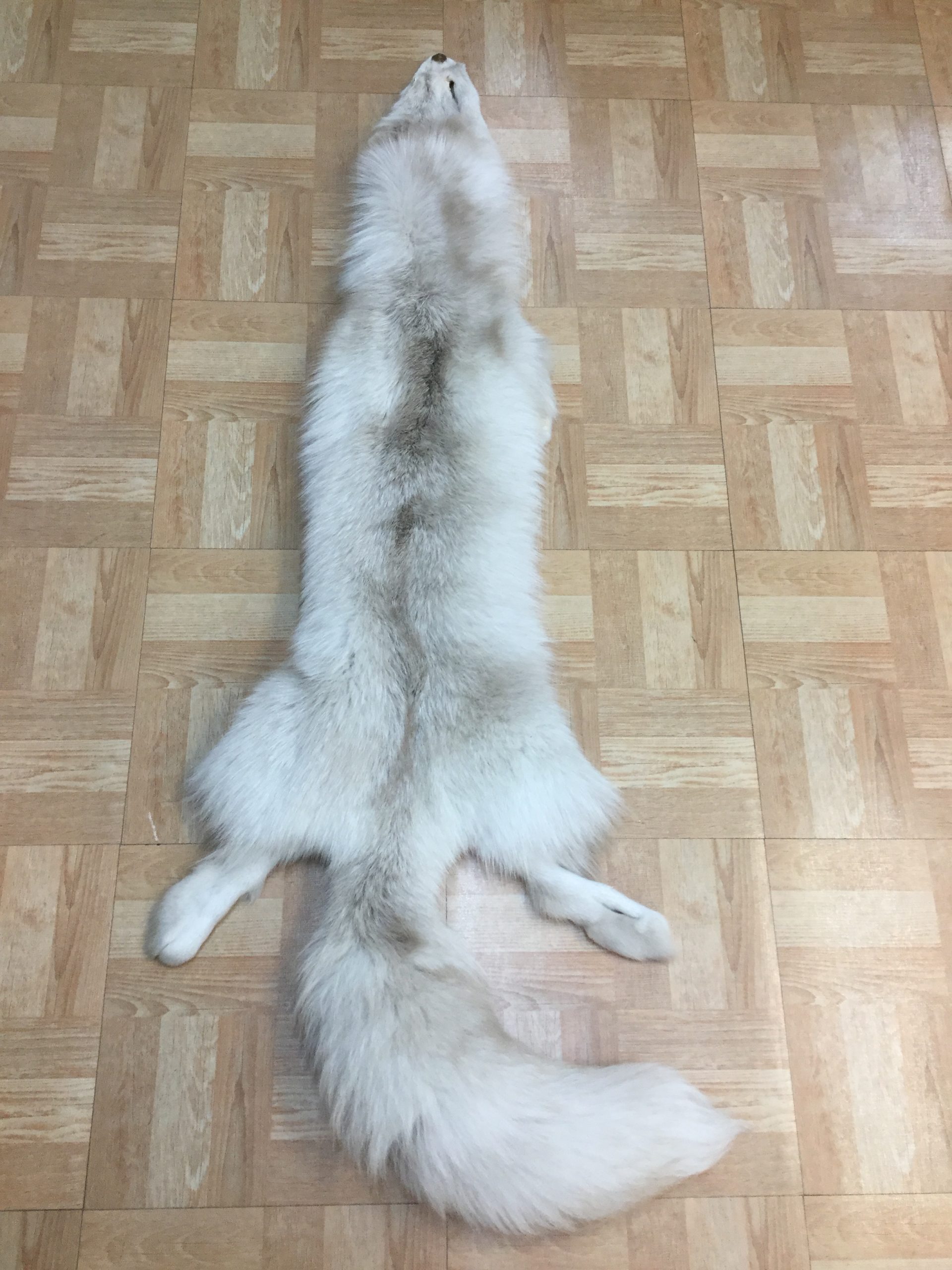 Palomino Fox