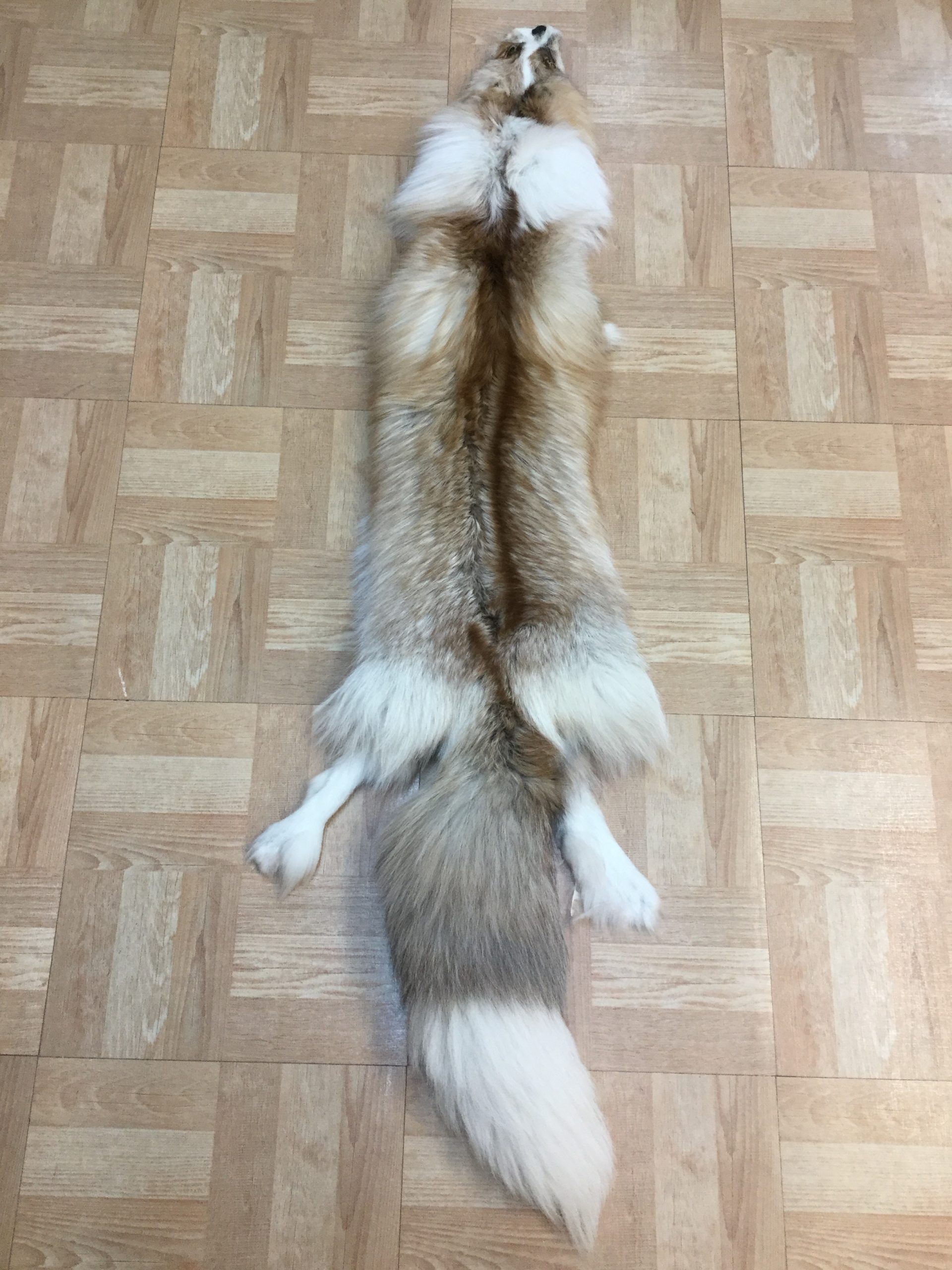 Platinum Gold Fox