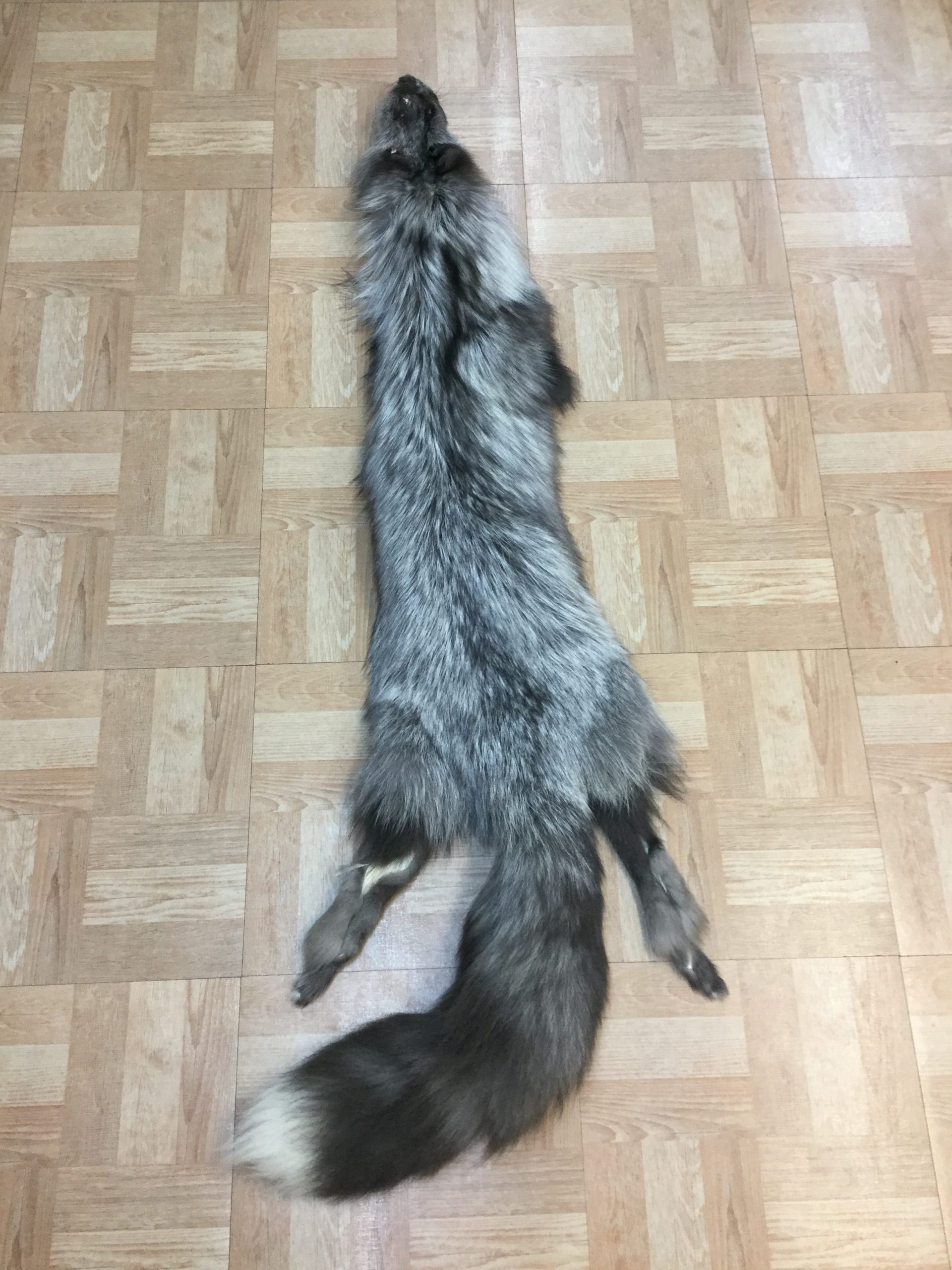 Platinum Fox