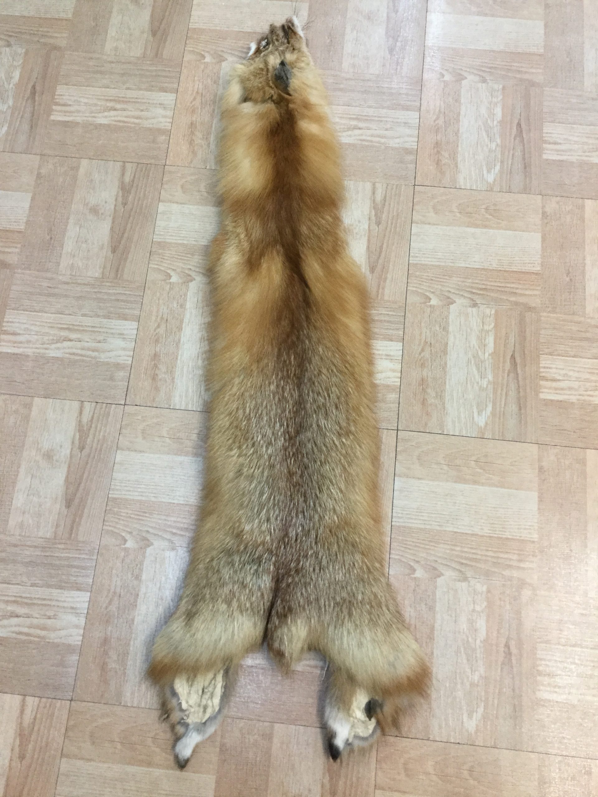 Red Fox