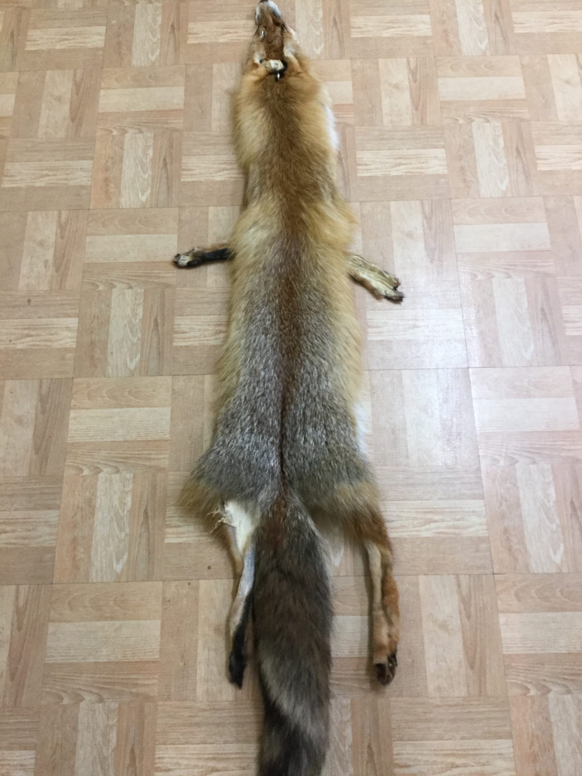 Red Fox
