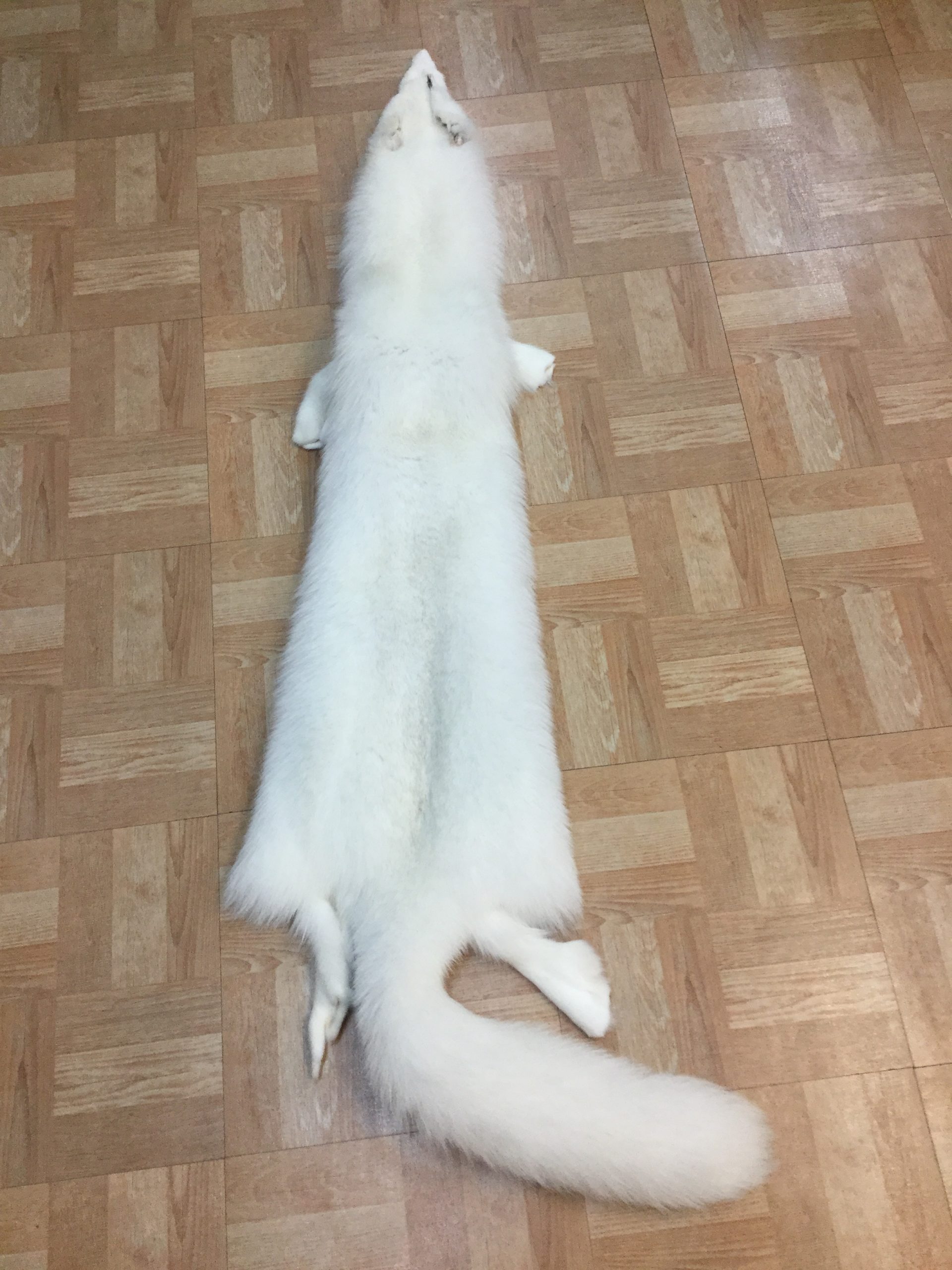 White Fox