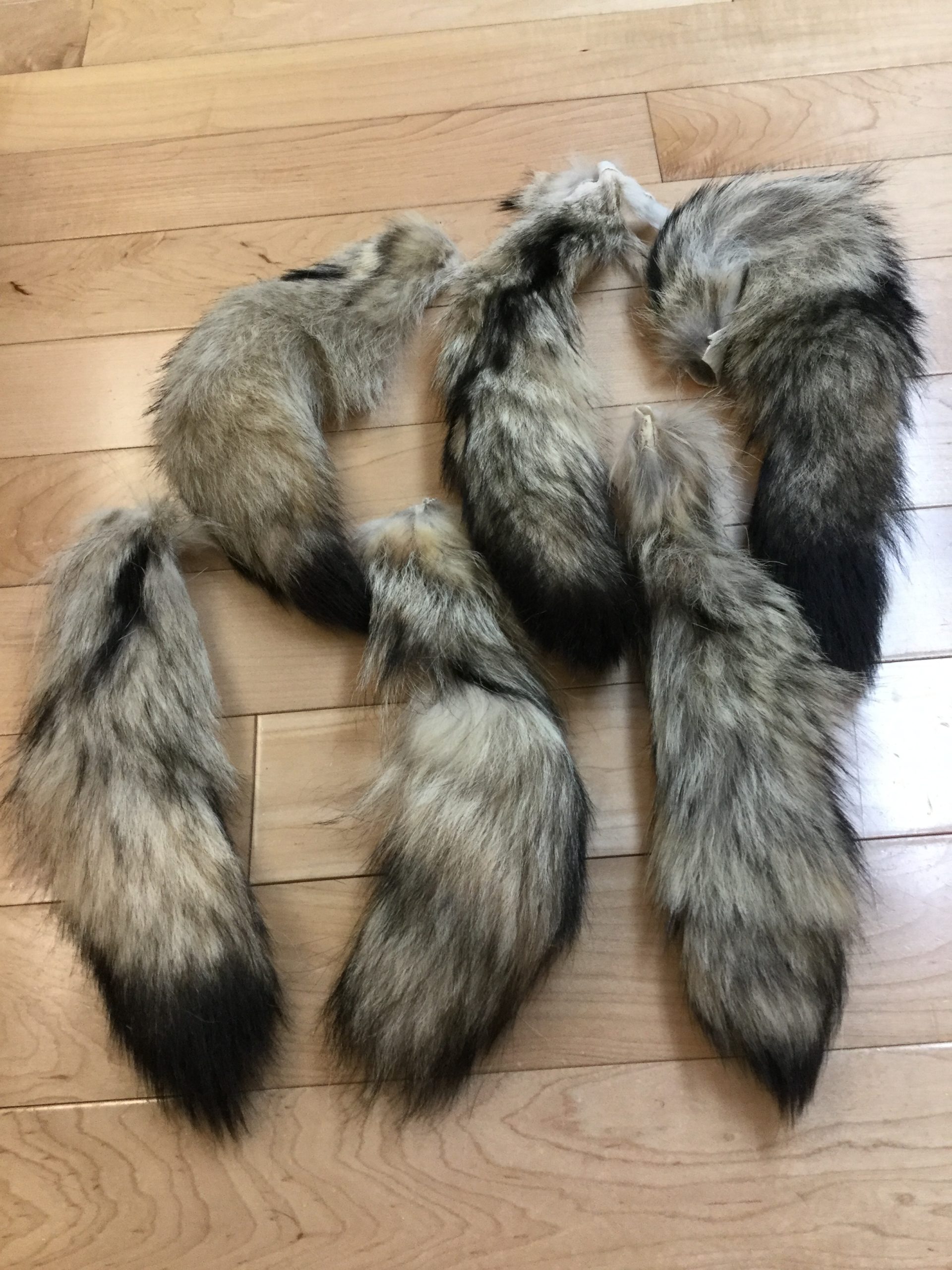 Kitt Fox