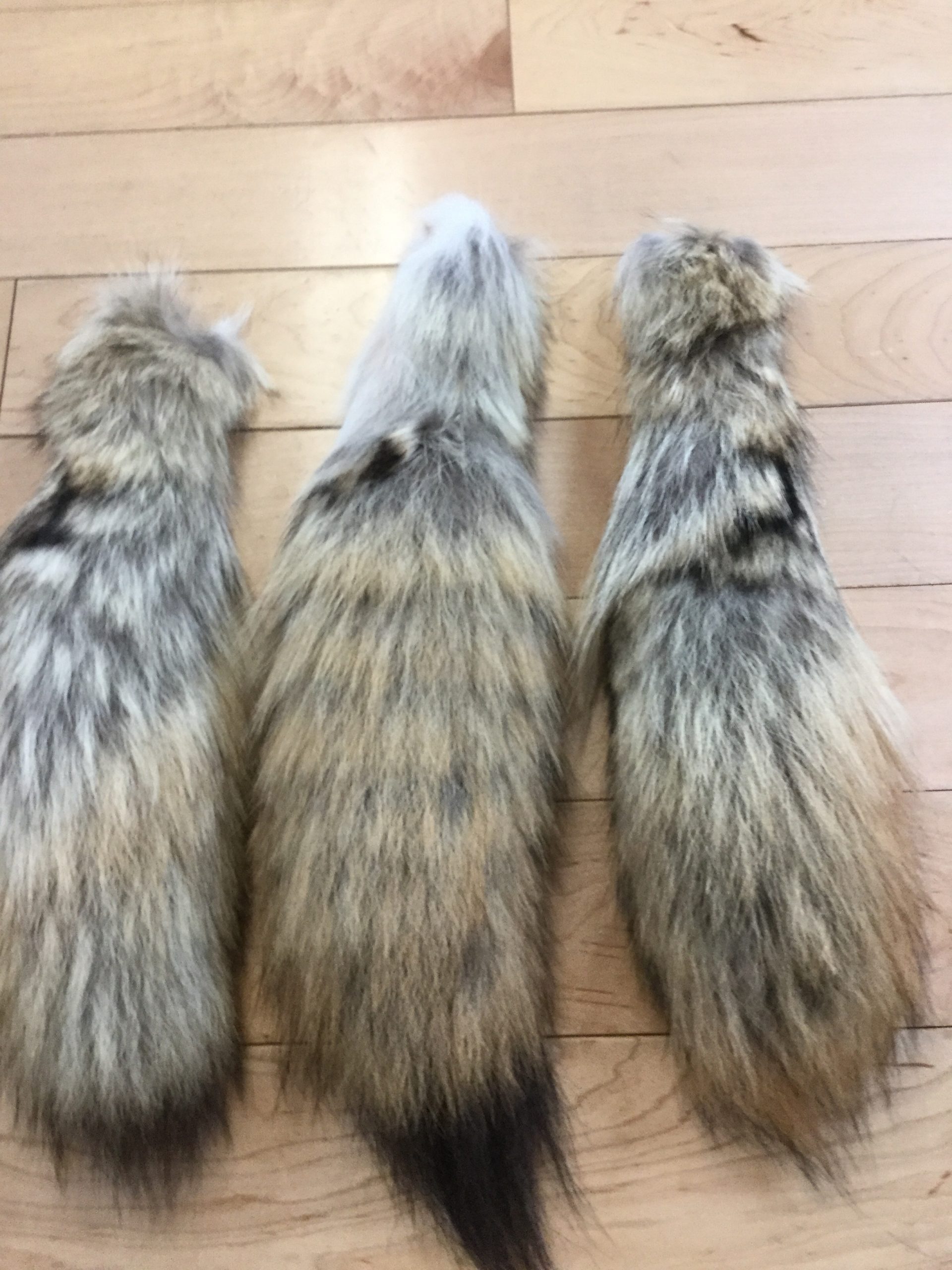 Coyote