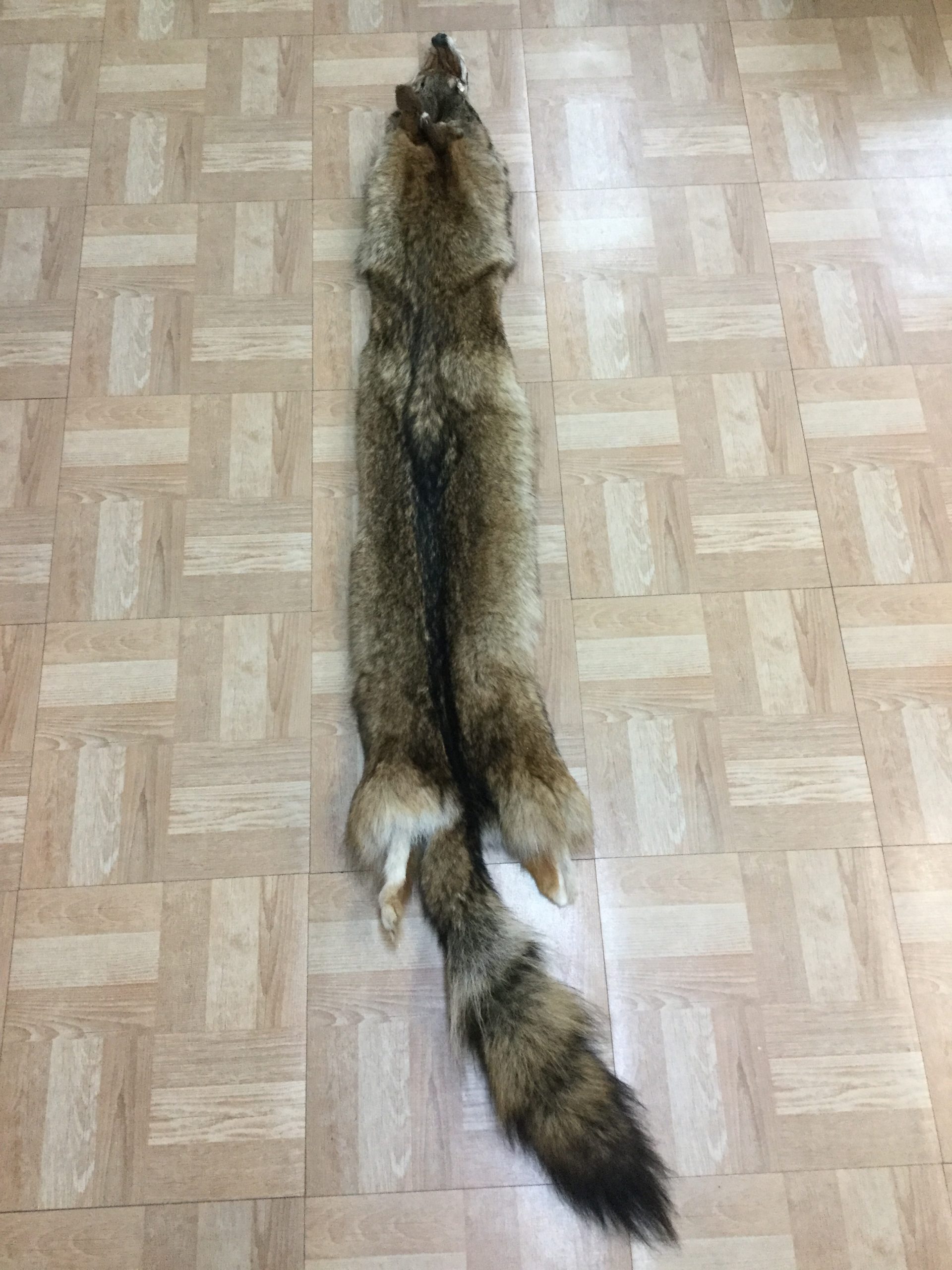 Coyote 3