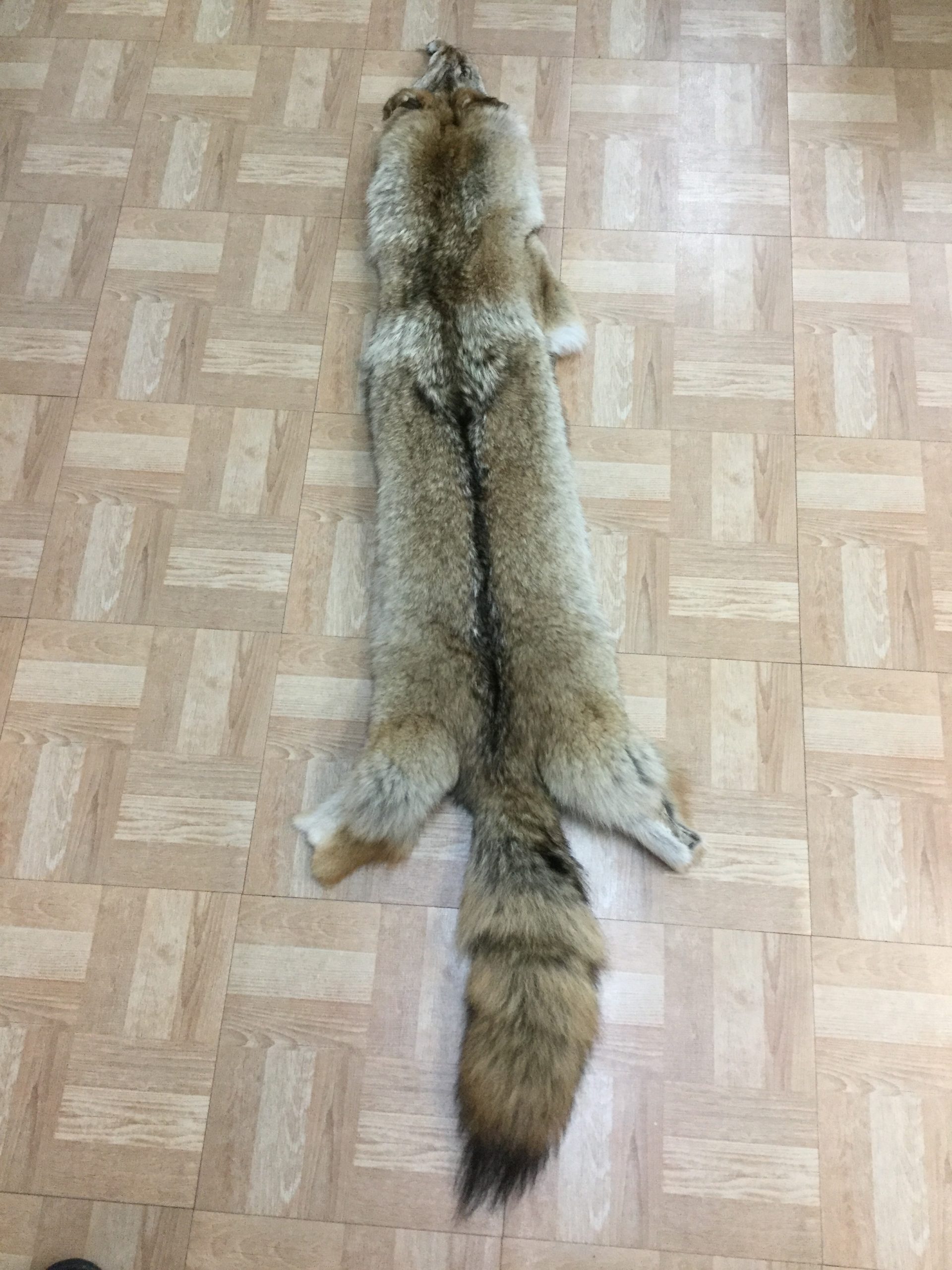 Large Coyote