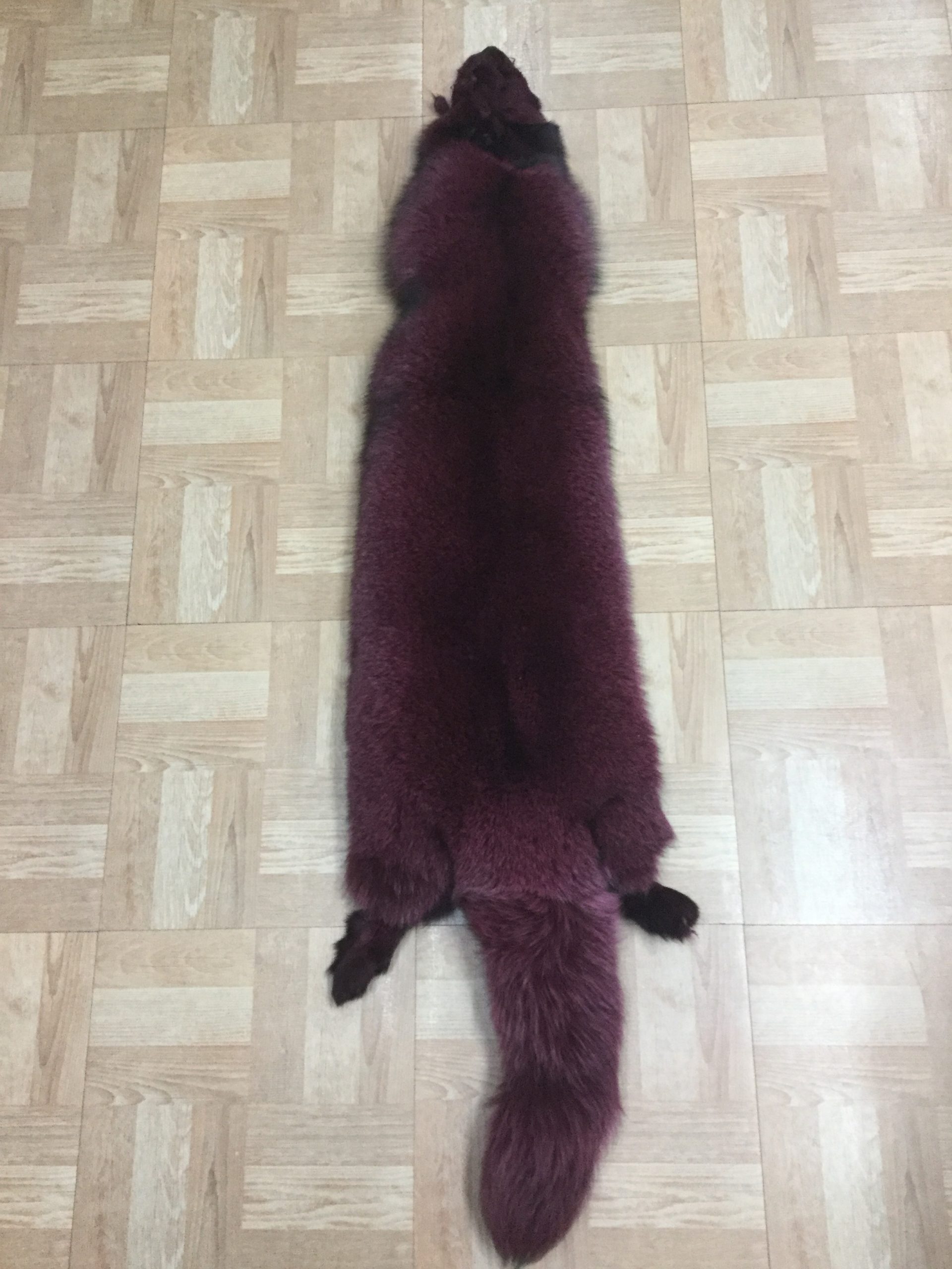Dyed Red Fox